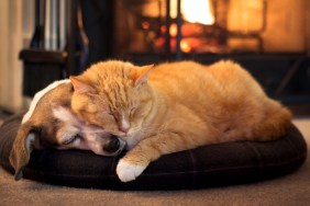 cat and dog by the fireplace