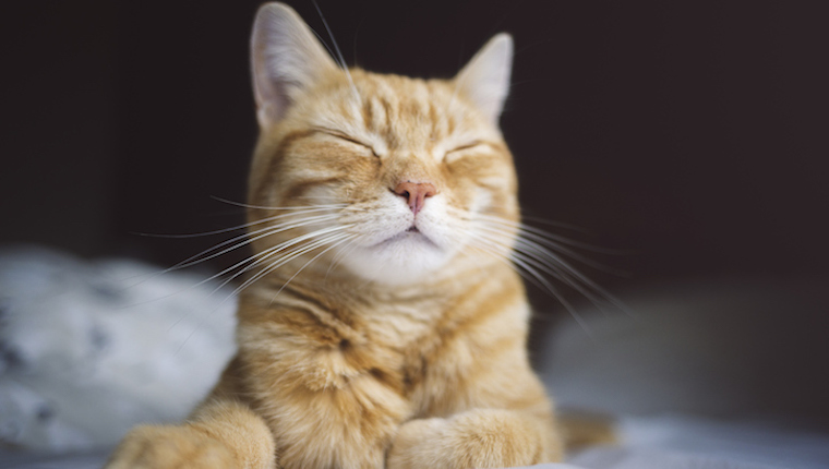 Ginger cat lounging around