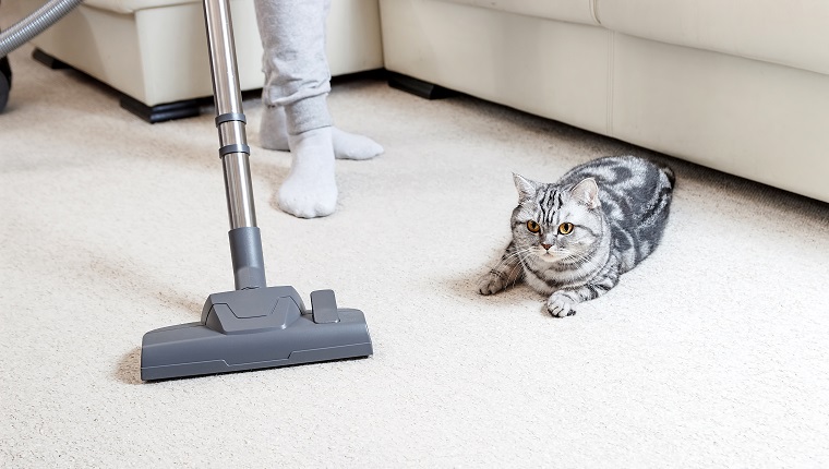 girl vacuuming the house. bright carpet and light leather sofa. cleaning service. cat sprawled on the floor