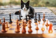 Portrait of cat sitting on wooden table with chess pieces in foreground at backyard in Ukraine, Kiev