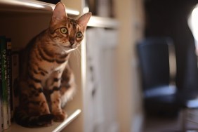 Brown spotted/striped Bengal cat perched on a bookshelf beside some books.