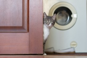 Portrait Of Cat Sitting By Door Against Washing Machine