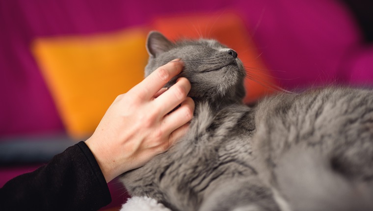 Beautiful Three Years Old Chartreux cat on the table