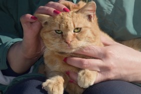 A cat sitting in the lap of a woman being grumpy for being cared for