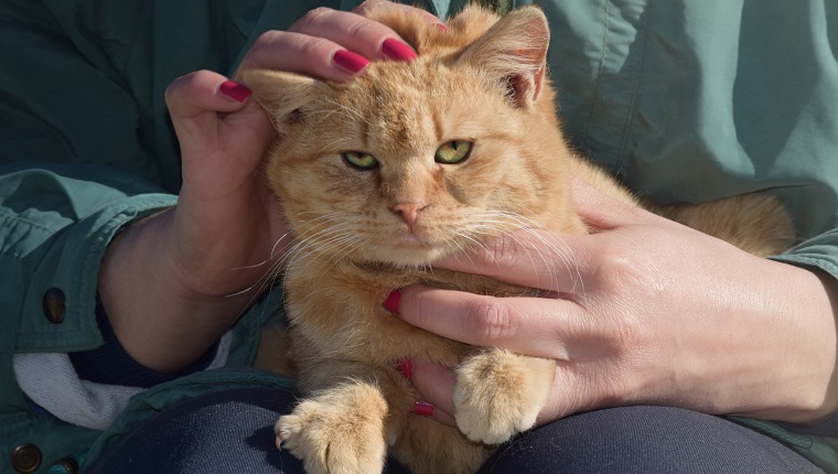 A cat sitting in the lap of a woman being grumpy for being cared for