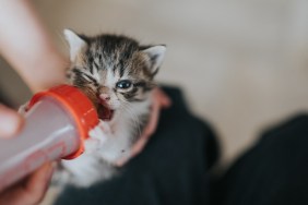 A tiny kitten being bottle fed.