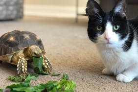 A Sulcata tortoise (African Spurred Tortoise) enjoying lunch while her cat friend watches.