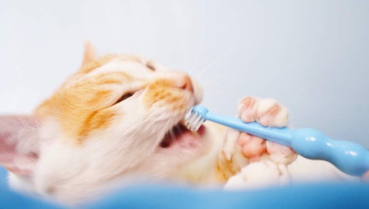 Cat with toothbrush