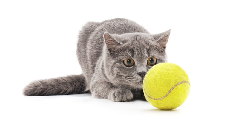 Cat playing tennis