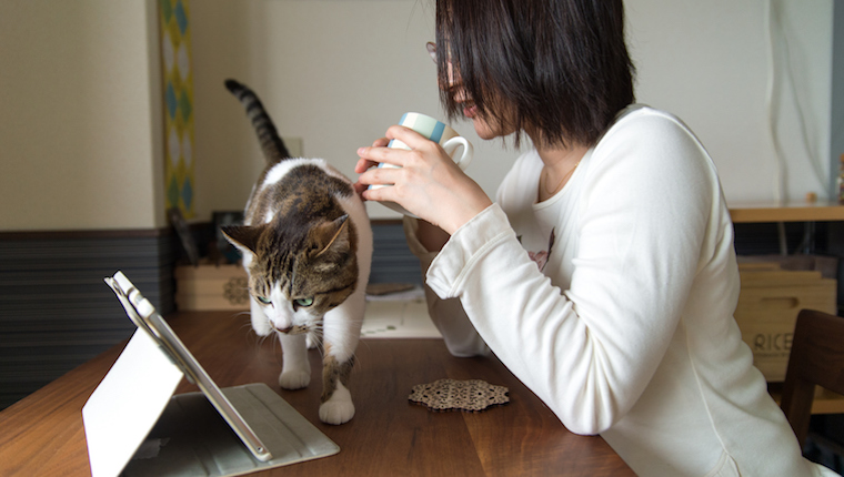 Cat and owner watching iPad