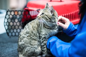 Cat outside cat carrier