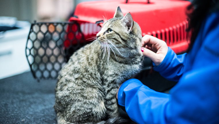 Cat outside cat carrier