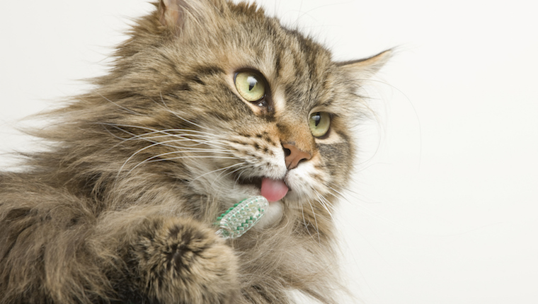 Cat brushing teeth