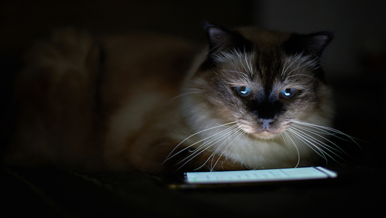 Cat watching a cell phone