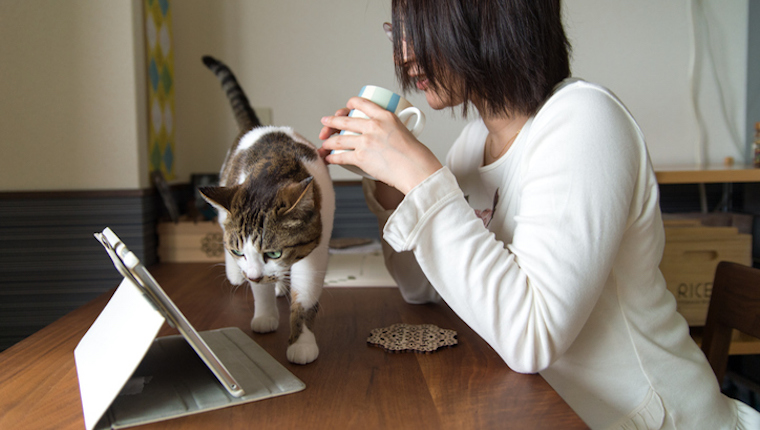 Cat and human watching tablet