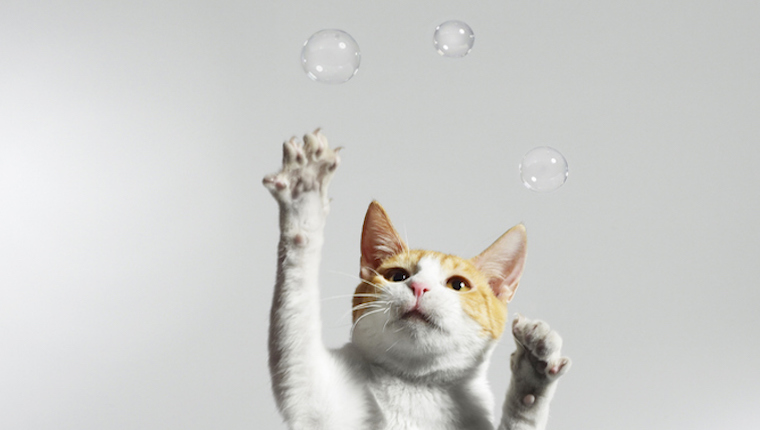 Cat chasing bubbles