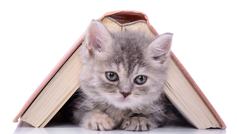 Kitten and book