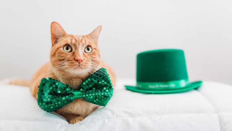 Cat with green bowtie