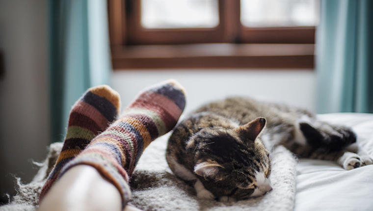 Cat and human asleep