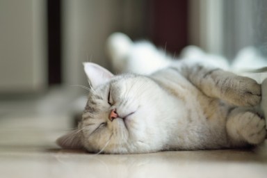 Cat sleeping on floor