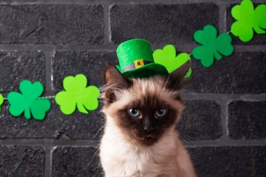 Cat in green leprechaun hat. St. Patrickâs Day background