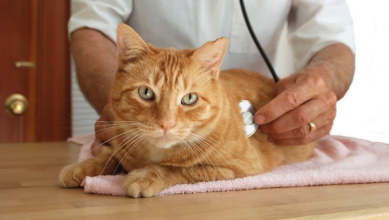 Veterinarian listening to cat's heart.