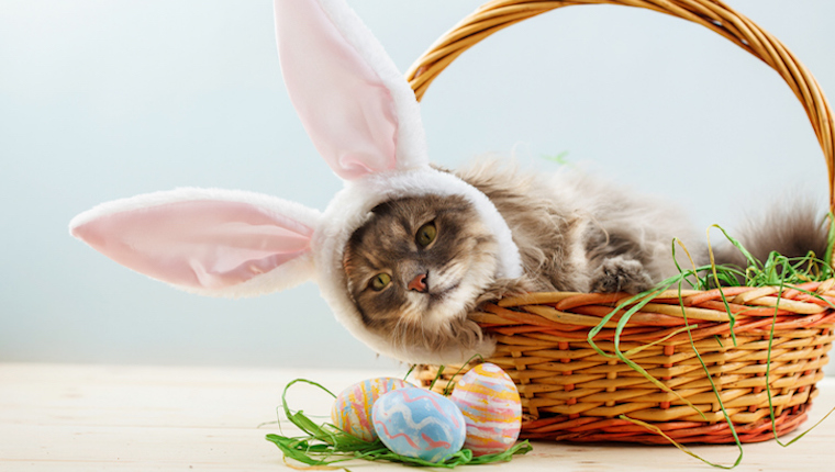 Cat in easter basket