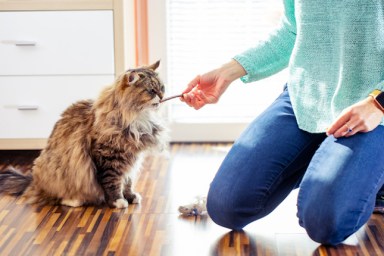 Cat eating treats