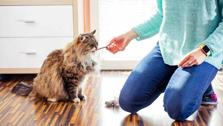 Cat eating treats