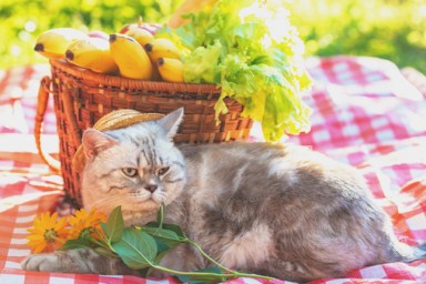 Cat with bananas