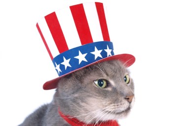 Cat in political hat