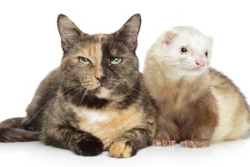 Cat and ferret together