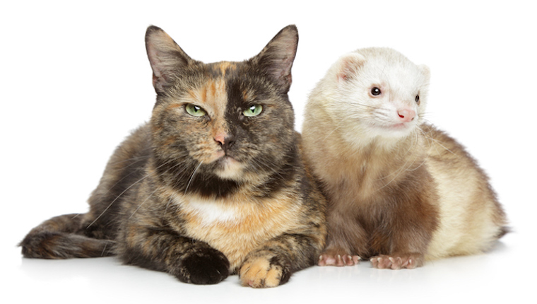 Cat and ferret together