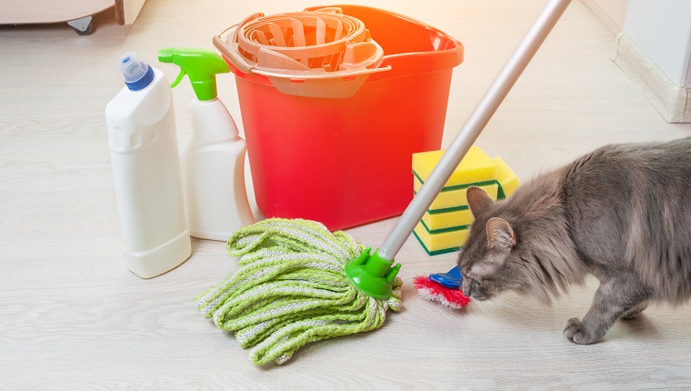 House cleaning with cat. Bucket with sponges, chemical bottles and mopping stick