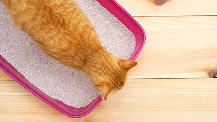 Cat in litter box