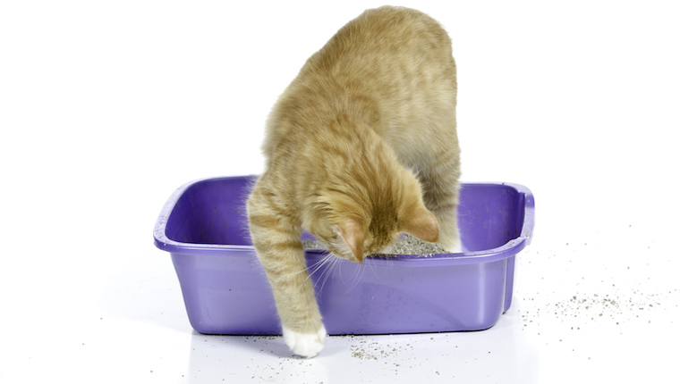 Cat in litter box