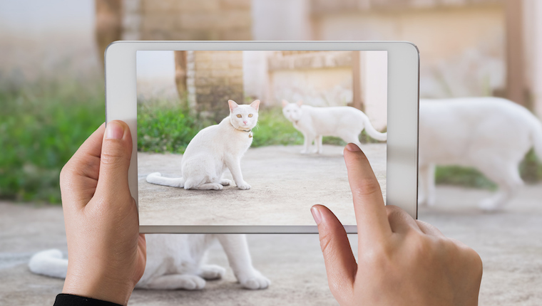 Cats being photographed