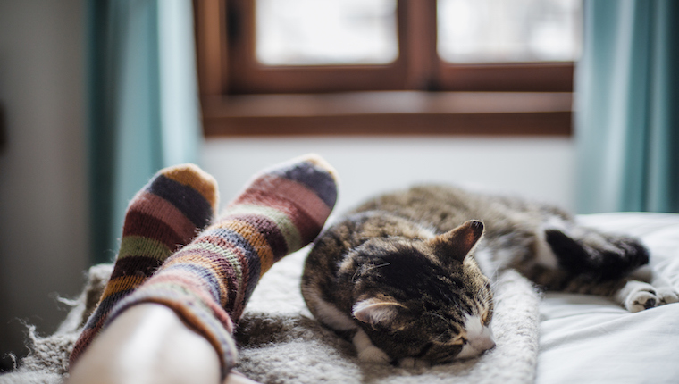 Cat and human in socks