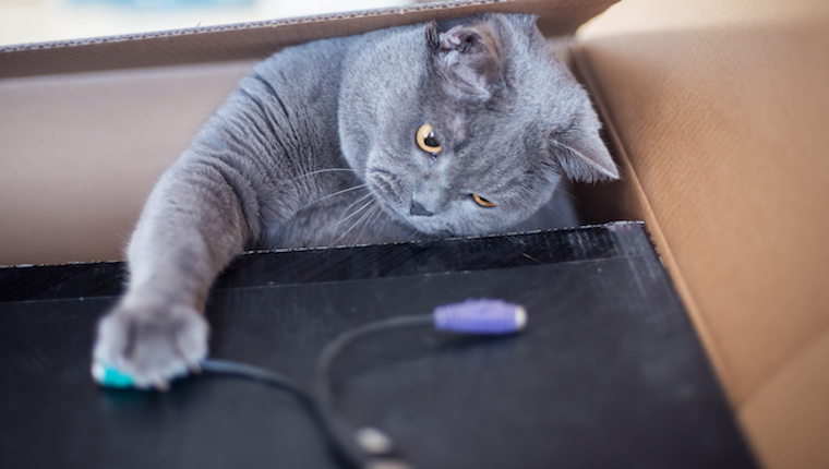 Cat and cables