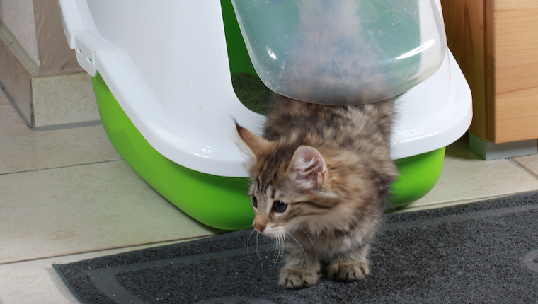 Kitten in litter box