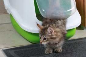 Kitten in litter box