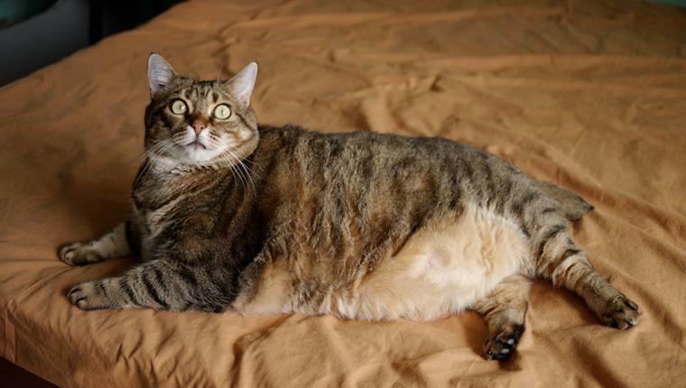 Very large cat, maybe the world's biggest cat