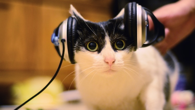 Cat listening to music, Taipei City, Taiwan.