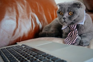 Grey Scottish Fold cat with a tie looking at a laptop screen