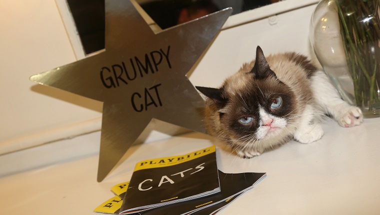 NEW YORK, NY - SEPTEMBER 30: (EXCLUSIVE COVERAGE) Grumpy Cat relaxes in her dressing room as she makes her broadway debut in "Cats" on Broadway at The Neil Simon Theatre on September 30, 2016 in New York City.