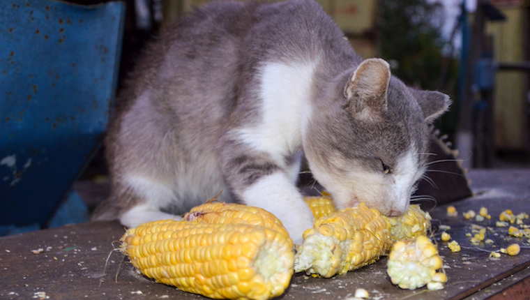 Cat eating corn