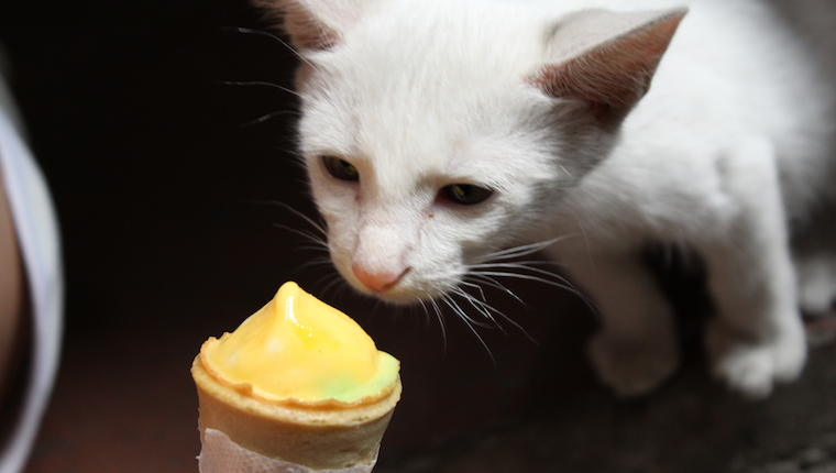 Cat eating ice cream