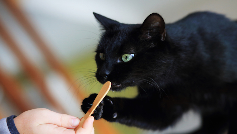 Cat eating ice cream