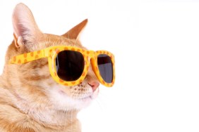 Cat in sunglasses