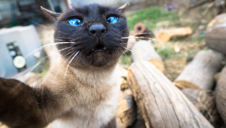 Siamese cat makes a selfie looking at the camera